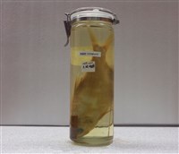 藏品(大眼海鰱)的圖片